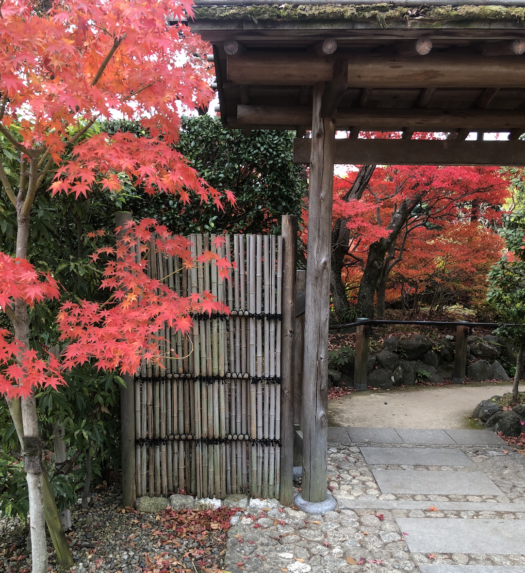 autumn japan foliage 2